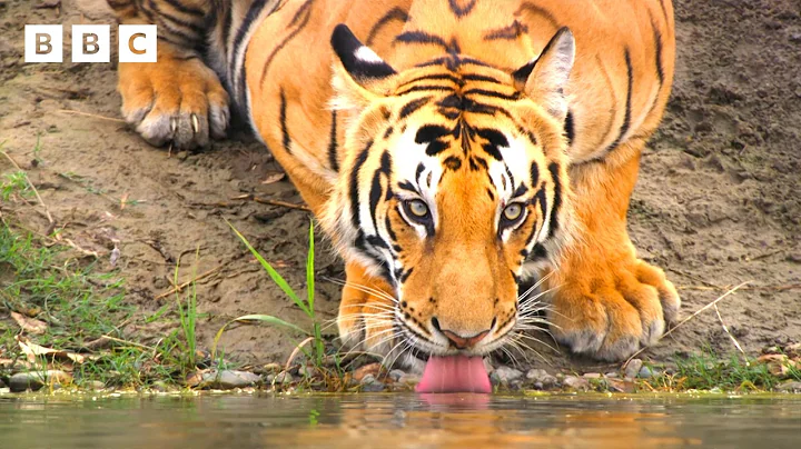 Bengal tiger mum's fierce hunt to feed her family | Asia - BBC thumbnail
