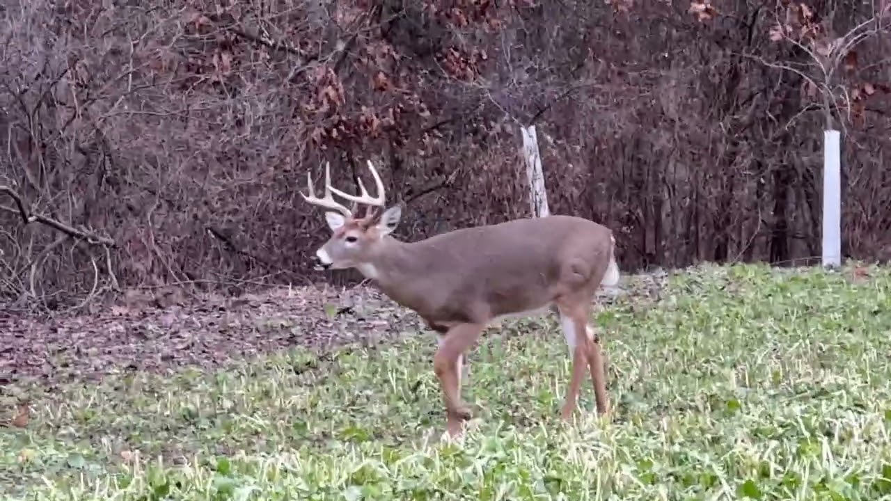 Late season food plots