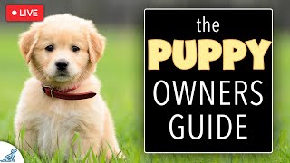 7 Things That Puppy Owners NEED To Know  Puppy Owners Guide