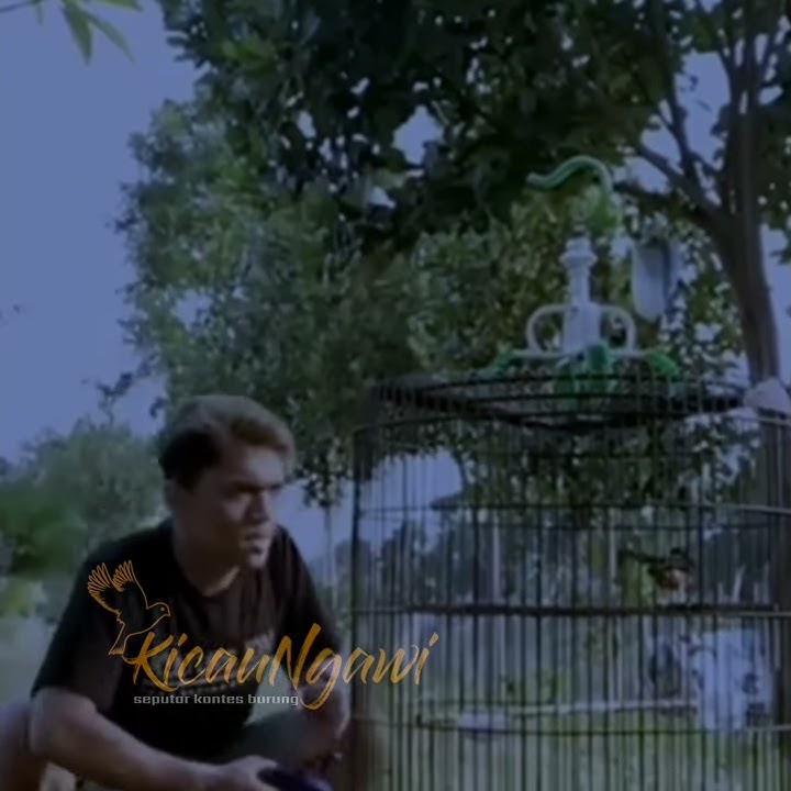 Story WA Kicau Mania 😎aslii ngakak 🤣🤣🤭