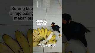 Burung beo jinak makan pisang 🍌 #shorts