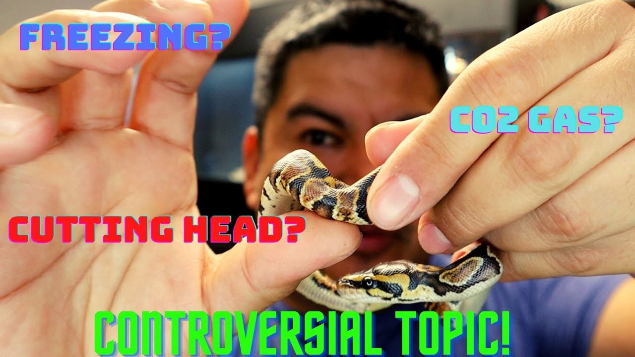 WHAT REPTILE BREEDERS DON'T TELL YOU! WHEN AND HOW TO EUTHANIZE A SNAKE! YouTube