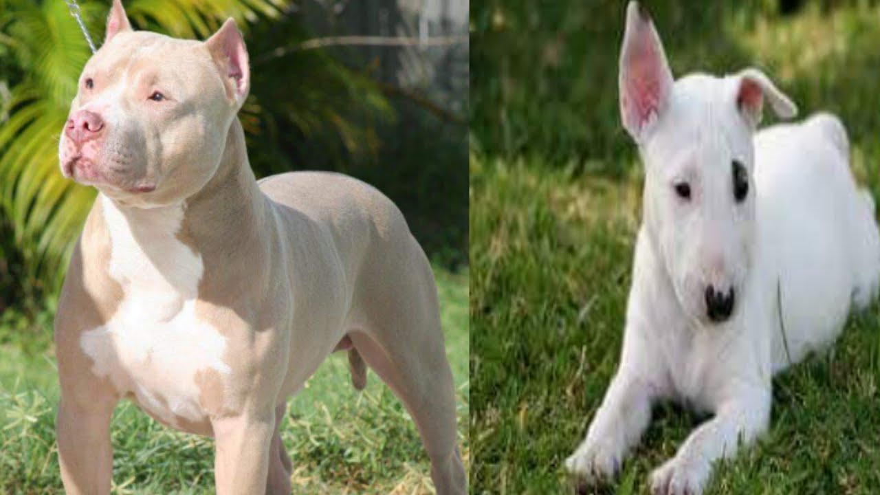 kohati bull terrier