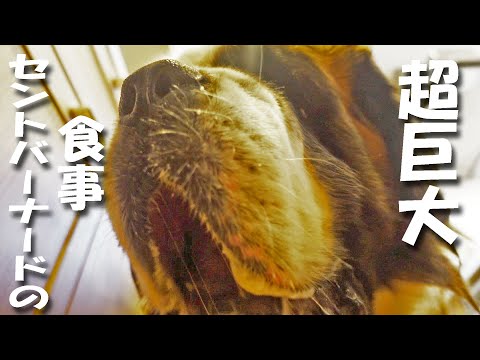 【超びっくり！やばい　セントバーナードの食事】えっ！？何たべてるの？？ペキニーズもいるよ！平凡なセントバーナードの日記