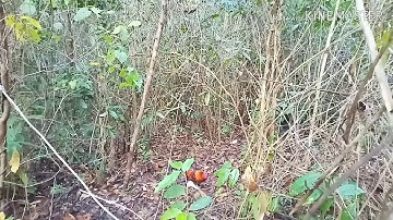 Dib qaib qus 2/3/2019 khuv xim kawg tuaj poj kuv lawm