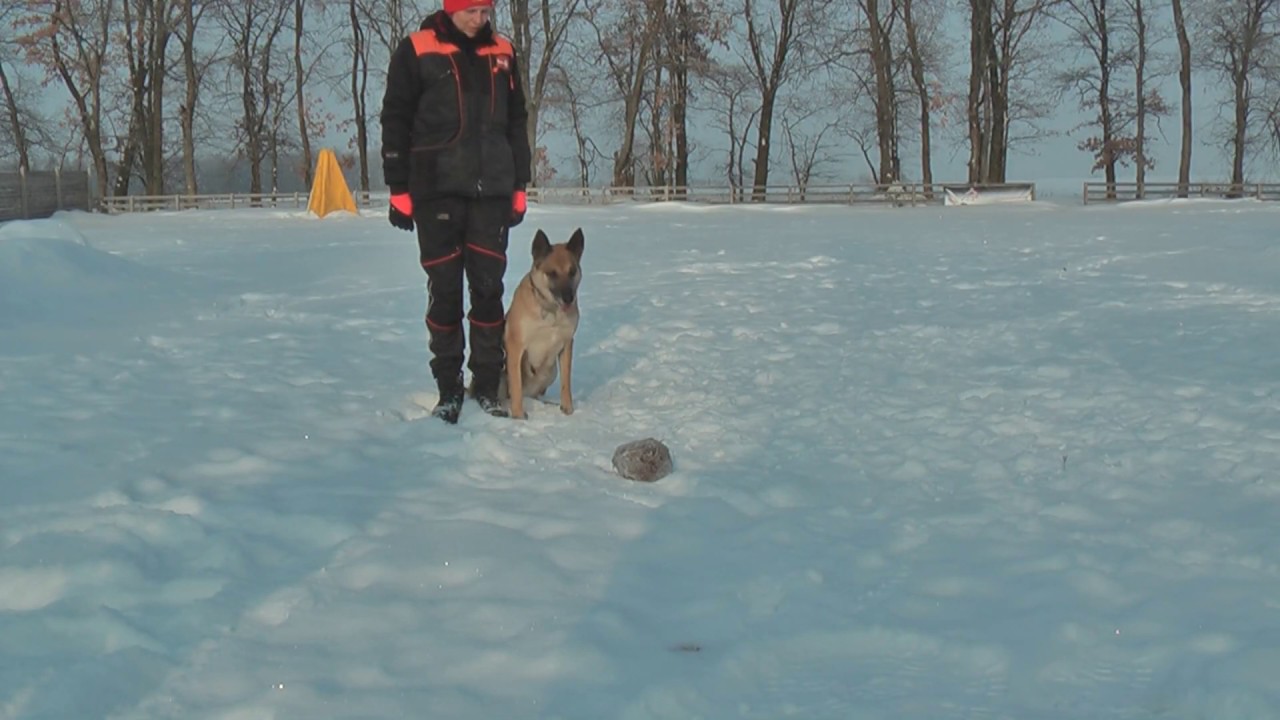 Дрессировка собаки по IGP. Как обучить собаку управлению при Защите