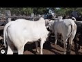 Feira do gado em canafístula Frei Damião. Alagoas. 30.11.2020