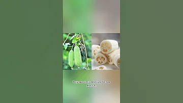 Губка из тыквенного волокна. Натуральная мочалка