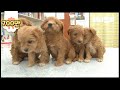 애들 엄마가 붕세권 살면서 멍모붕천지교로 키운 강아지 5남매 ㅣ The World's Most Marvelous Motherly Love Of A Dog