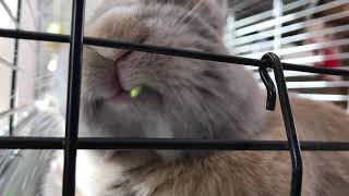 Waffles munching on parsley by Liz Gage 739 views 3 years ago 27 seconds