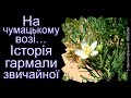 На чумацькому возі… Історія гармали звичайної