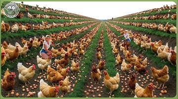 Amazing Poultry Farm Technology – How Billions of Free Range Chickens Are Raised for Eggs and Meat