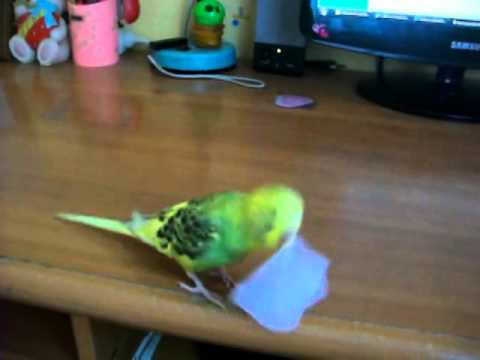 Механический попугай лешенька научился печатать