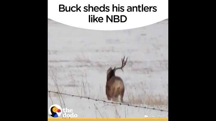 Buck Sheds Antlers Like NBD | The Dodo