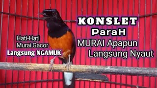 murai batu KONSLET Bikin Gacor MURAI LAIN