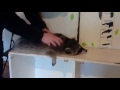 массаж для енота massage for raccoon