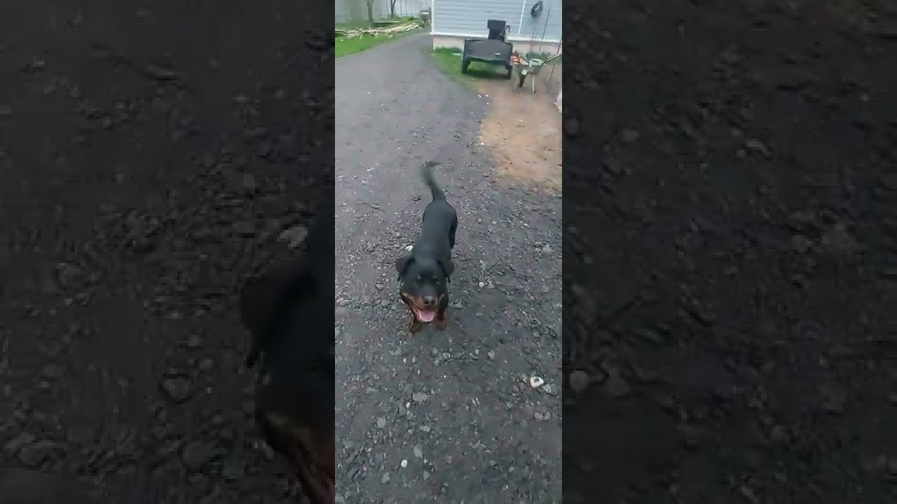 Укладка асфальтной крошки - YouTube