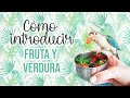 CÓMO INTRODUCIR FRUTA Y VERDURA, agapornis, ninfa, pyrrhura, etc | @saratorressoler