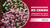 ХРУСТАЛЬНАЯ РОМАШКА🌺ПРИНЦЕССА НА ВАШЕЙ КЛУМБЕ цветет все лето - YouTube