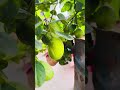 মাশাল্লাহ মাশাল্লাহ #gardening #greenlove #fruitgarden #greenrooftop #lemon #vegetable