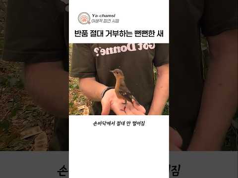 반품 절대 거부하는 뻔뻔한 새 thumbnail