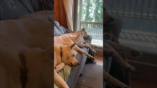 Three Dogs Moves in Synchronization When Owner Calls