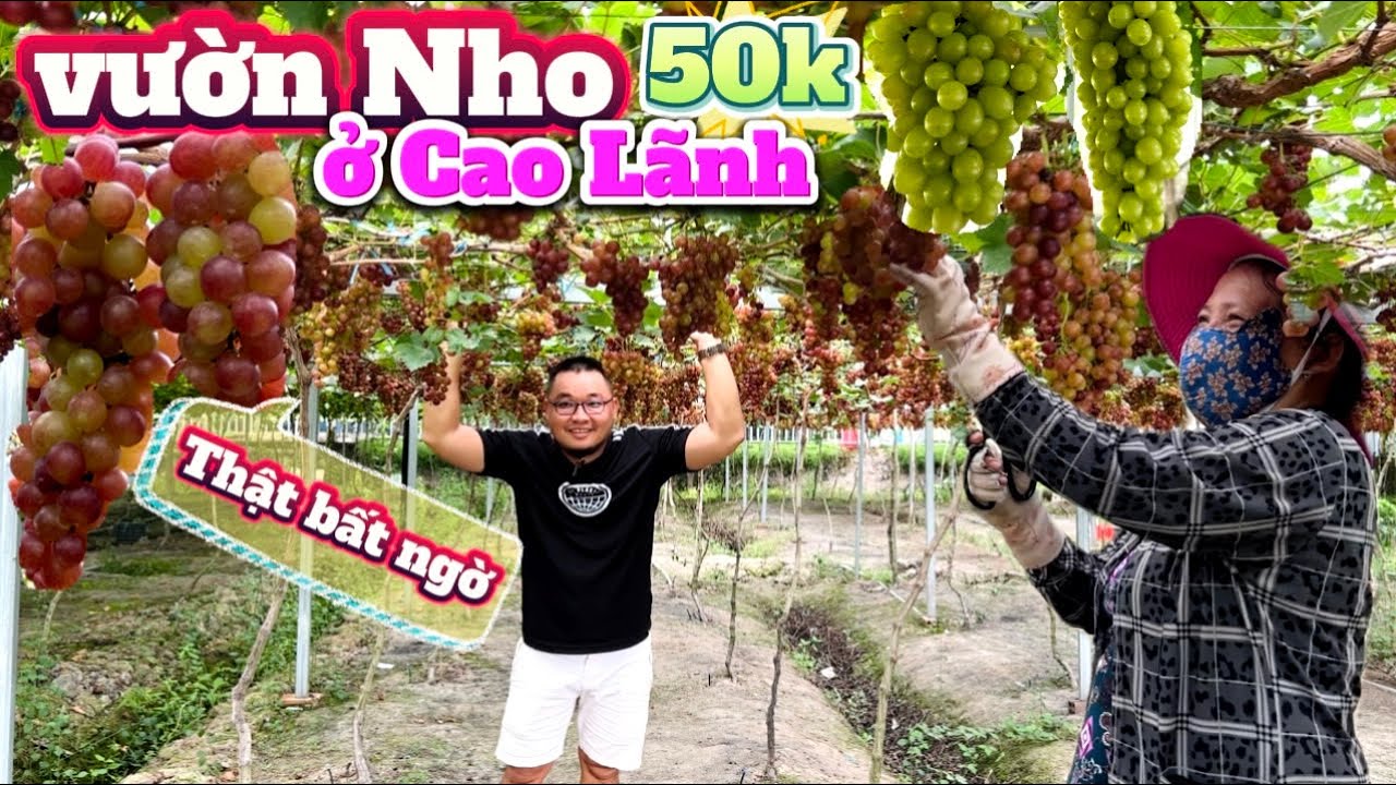 283. Review Đồng Tháp - Độc lạ vườn Nho Phước Điền tại Tp.Cao Lãnh trĩu trái thu hút khách tham quan