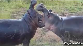Hippo vs Hippo । Hippo fight #wildlife #hippo