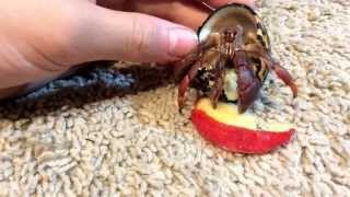 Adorable Hermit Crabs Eating Apple! (AMAZING!!!) Hermit Crabs Apples Yum