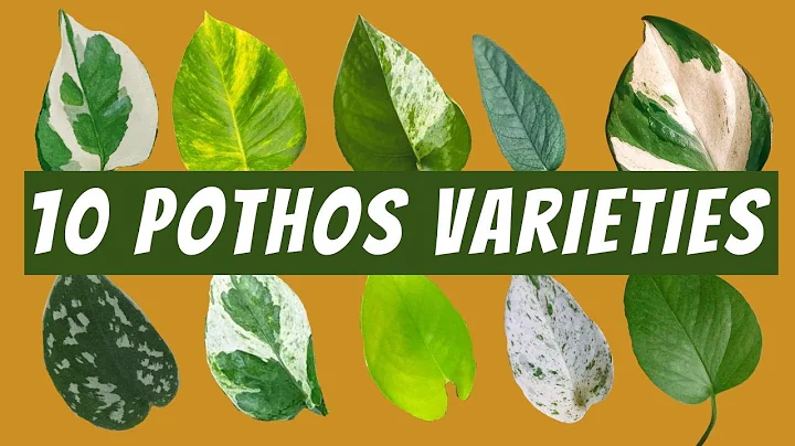 10 Pothos Varieties with Images and Names | 🌱 Neon Pothos, Jade Pothos, Satin, Cebu Blue and More!