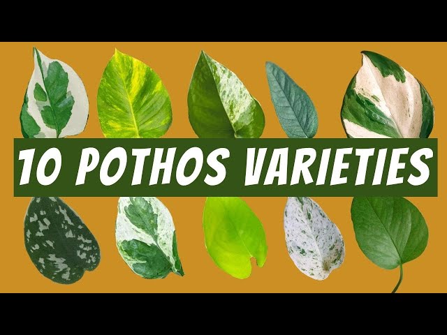 10 Pothos Varieties with Images and Names |  Neon Pothos, Jade Pothos,  Satin, Cebu Blue and More! - YouTube