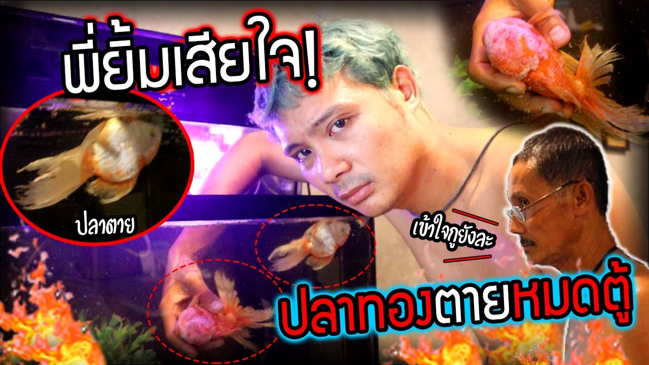ปลาทองตายยกตู้!!  พี่ยิ้มเสียใจเพิ่งรู้พ่อรู้สึกยังไงก็ครั้งนี้ เศร้ามากครบรอบ 1 ปีเลี้ยงปลา