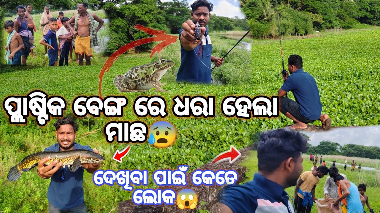 କେମିତି🤔ଧରା ହୁଏ ପ୍ଲାଷ୍ଟିକ୍🐸 ବେଙ୍ଗ ରେ ମାଛ😰!! ଆଶ୍ଚର୍ଯ୍ୟ 🤯କଥା#bkgreatfishing 