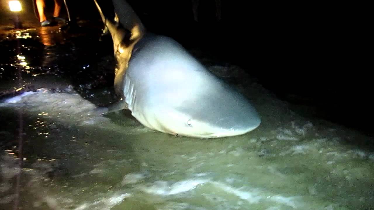 9 ft Bull Shark Caught During Galveston Bachelor Party YouTube