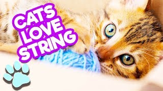 Cats Love String! | Funny Cats Compilation | #thatpetlife