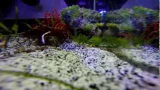 Lophiocharon lithinostomus Frogfish