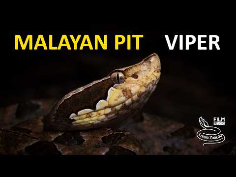 Malayan Pit Viper - The Venomous Landmine