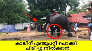 ഇവൻ എന്താ ഇങ്ങനെ നിൽക്കുന്നെ 😂. Kerala elephant | thanneerkkara manikandan elephant and unnikuttan