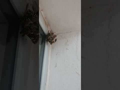 واش عمرك قرسك رزوزي