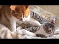 恩を仇で返す子猫
