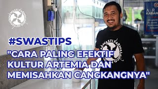 The Most Effective Way to Cultivate Artemia and Separate Their Shells for Guppy Fish
