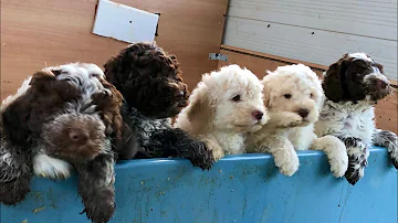Come crescere un cucciolo di Lagotto?