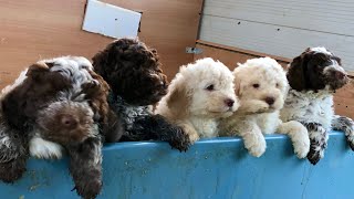 UN SOGNO CHE DIVENTA REALTÀ- FRODO arriva a casa cucciolo di lagotto romagnolo