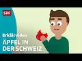 Wie wächst ein Apfel? – einfach erklärt | Kindervideos | SRF Kids