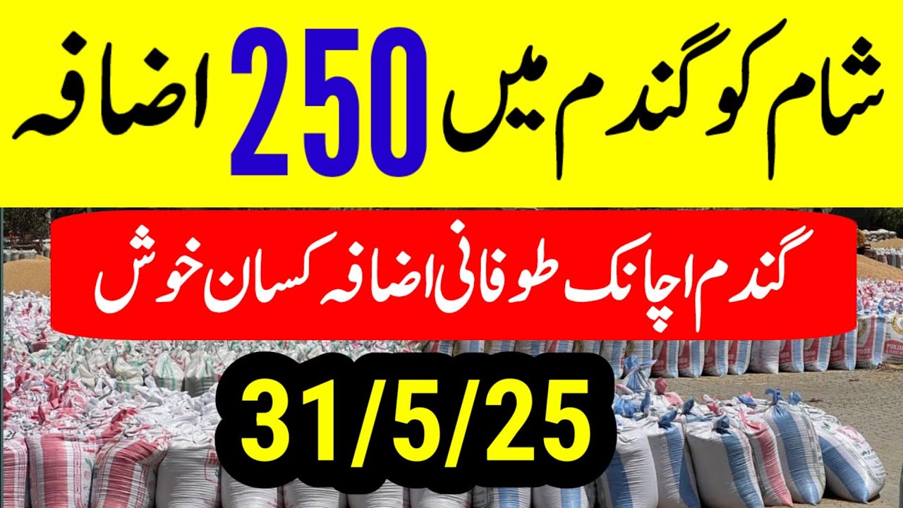 Wheat Support Final Price In Punjab 2025 ll Gundam Rate Today l گندم کا ...