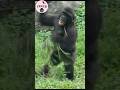 Ringo's happy dance🤣 #gorilla #taipeizoo #金剛猩猩 #台北市立動物園 #cuteanimals #funnyanimals #shorts