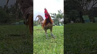 #chicken #rooster #lifeisbutadream #chickenlovers #pitmaster #everyone #farm