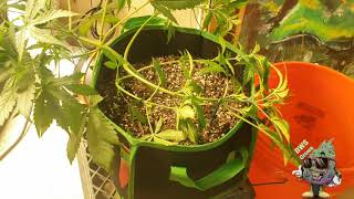 Week 4 L.S.T. and Spider Farmer 6in inline fan update