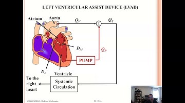 Biofluid Mechanics Lecture #24