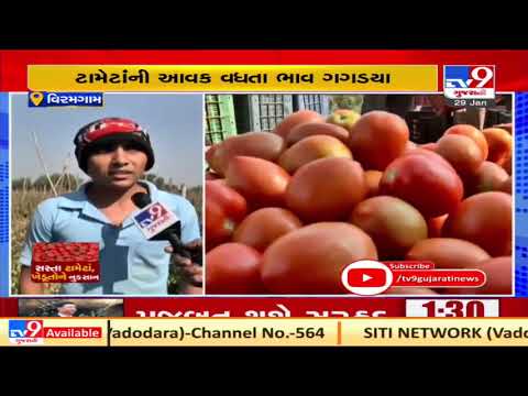 Viramgam: Farmers, farm labourers face tough time due to drastic fall in prices of tomatoes | TV9